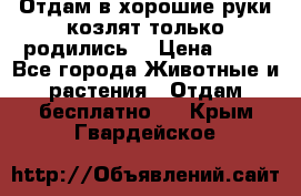 Отдам в хорошие руки козлят.только родились. › Цена ­ 20 - Все города Животные и растения » Отдам бесплатно   . Крым,Гвардейское